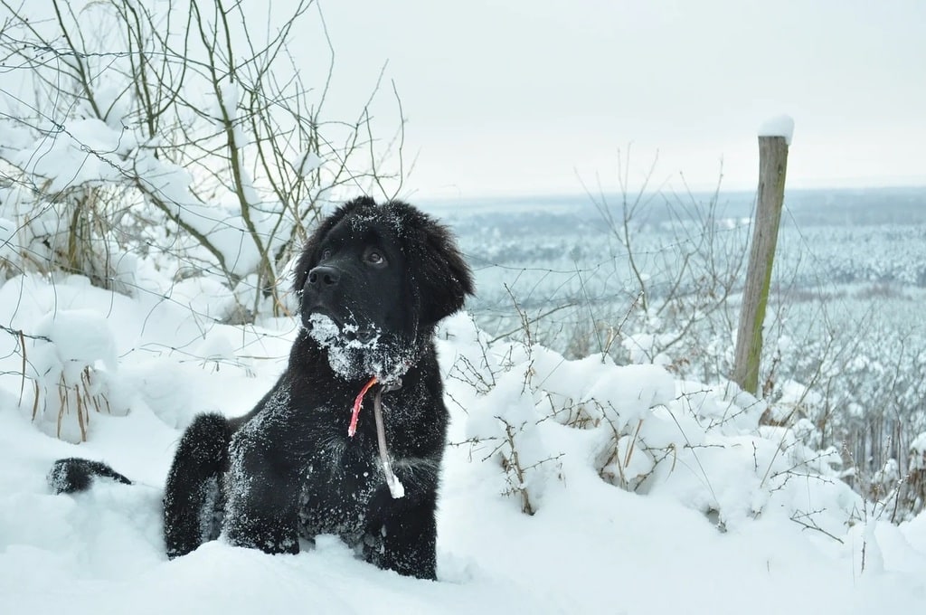 Comment bien choisir un collier adapté à son chien ?