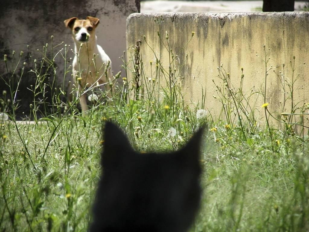 Comment introduire un nouveau chat dans un foyer avec d'autres animaux ?
