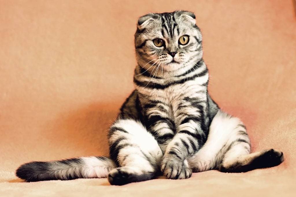 Comment prévenir les comportements destructeurs du chat en intérieur ?