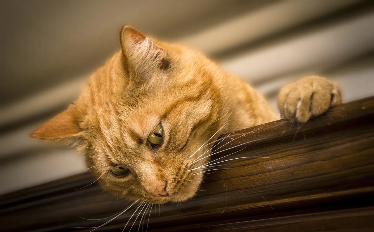 Les races de chats les plus affectueux et proches de leurs propriétaires