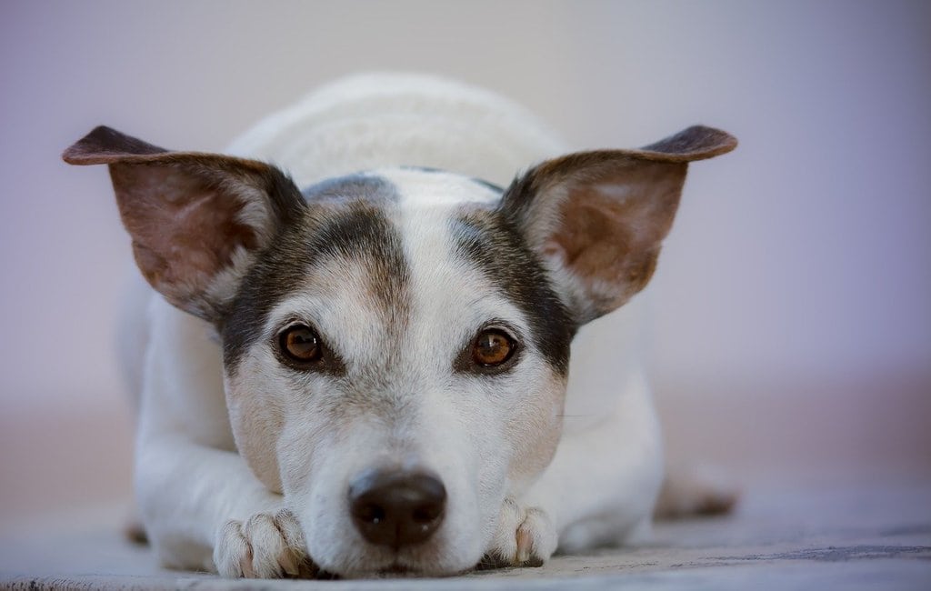 Les races de chiens les plus adaptées à la vie en appartement