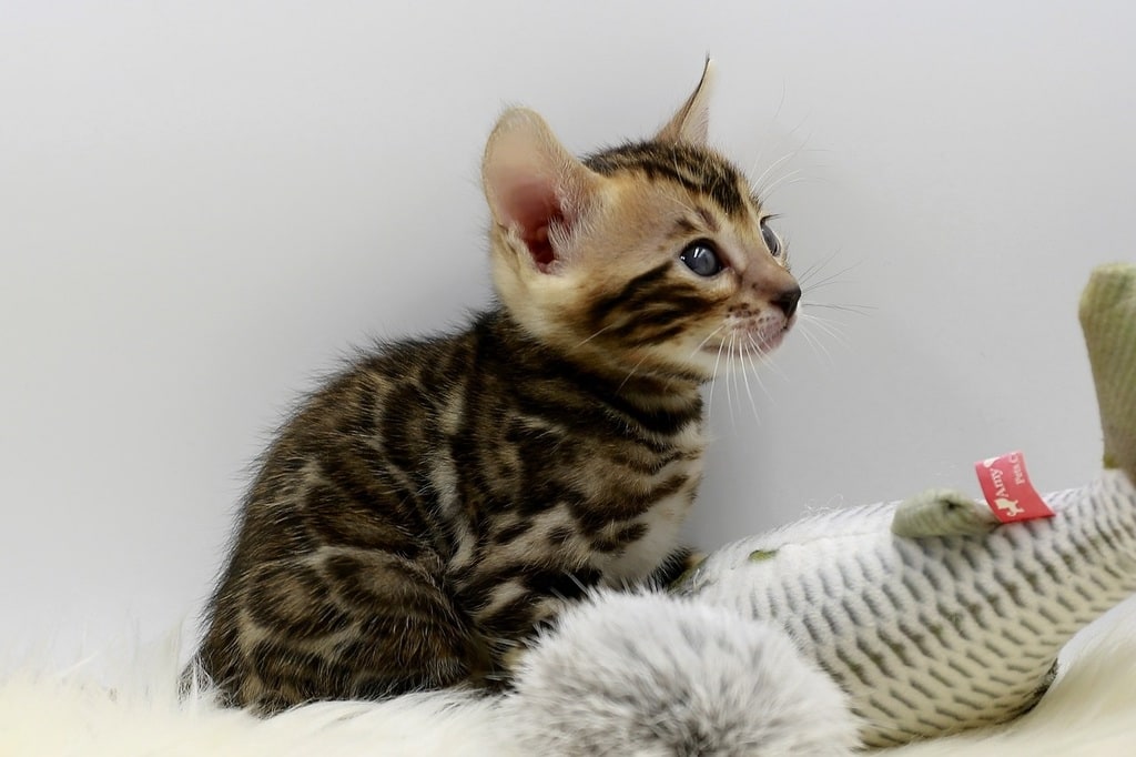 Quels sont les besoins essentiels pour assurer le bien-être d'un chat ?
