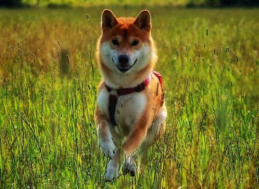 Quelles croquettes pour un Shiba Inu