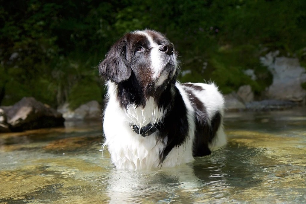Que faire si mon chien a la gencive gonflée ?