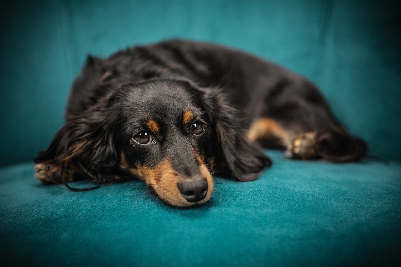Mieux communiquer avec son chien au quotidien