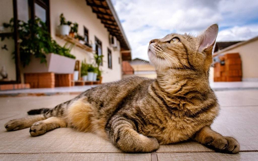 Pourquoi il convient de veiller à l'hygiène du chat ?